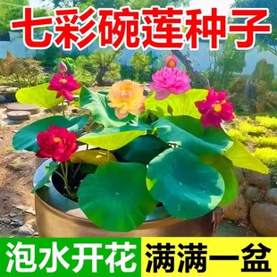 多花色水培碗莲种子已开口四季 播种水培植物睡莲荷花室内绿植花卉
