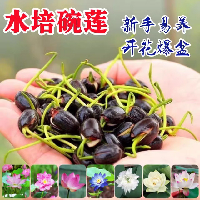 多花色水培碗莲种子已开口四季播种水培植物睡莲荷花室内绿植花卉