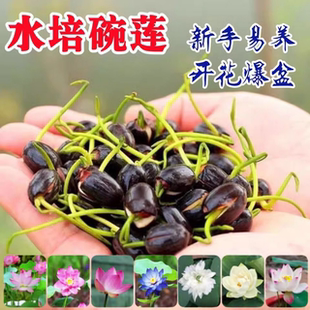 播种水培植物睡莲荷花室内绿植花卉 多花色水培碗莲种子已开口四季