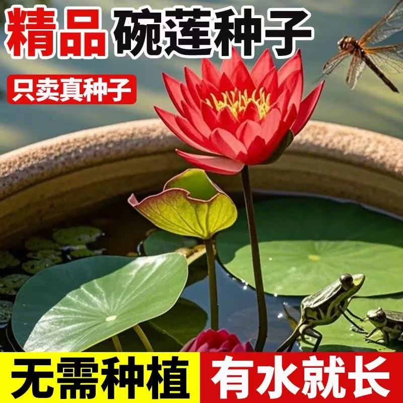 碗莲种水培花卉水养四季莲花荷花香绿植水培莲子室内好养活观赏花