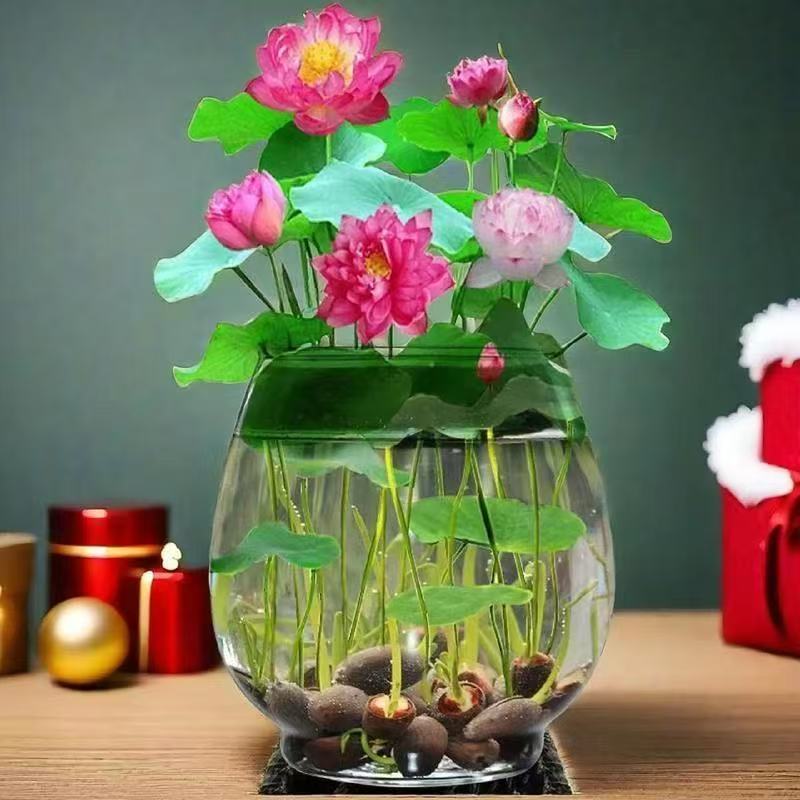 正宗水培碗莲种子迷你莲花荷花种子装饰绿植盆栽植物户外泗季开花