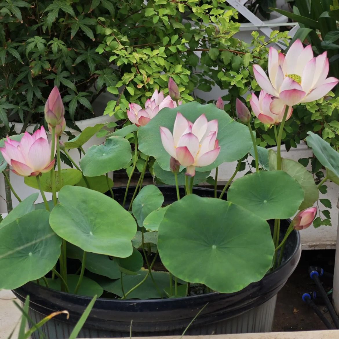 多花色水培碗莲种子已开口四季播种水培植物睡莲荷花室内绿植花卉