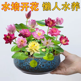莲花懒人水养开花碗莲水培植物荷花阳台和鱼共养