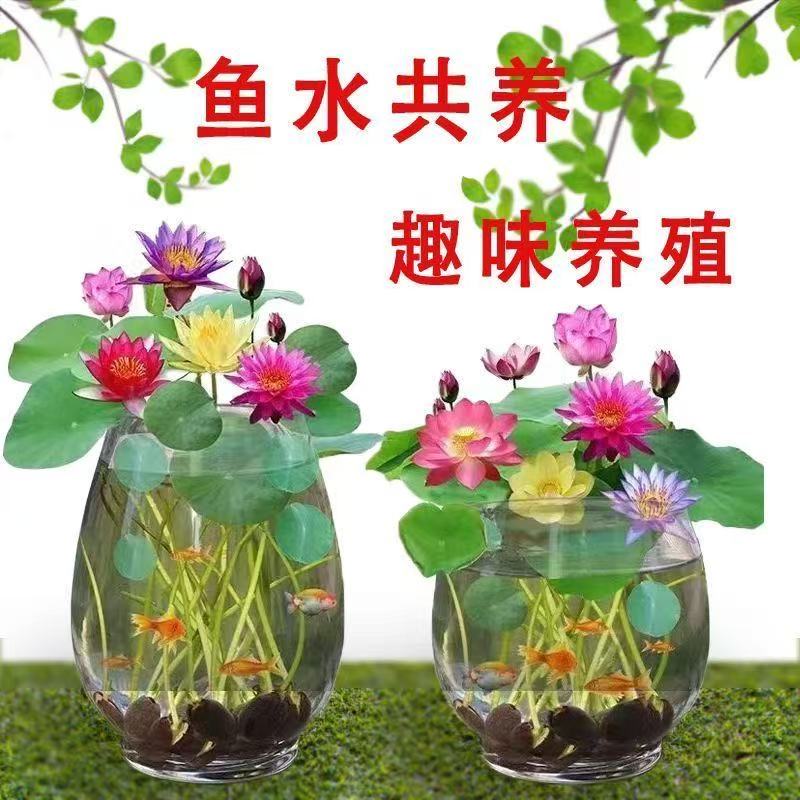 多花色水培碗莲种子已开口四季播种水培植物睡莲荷花室内绿植花卉