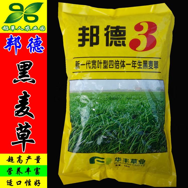 邦德黑麦草种子新一代四