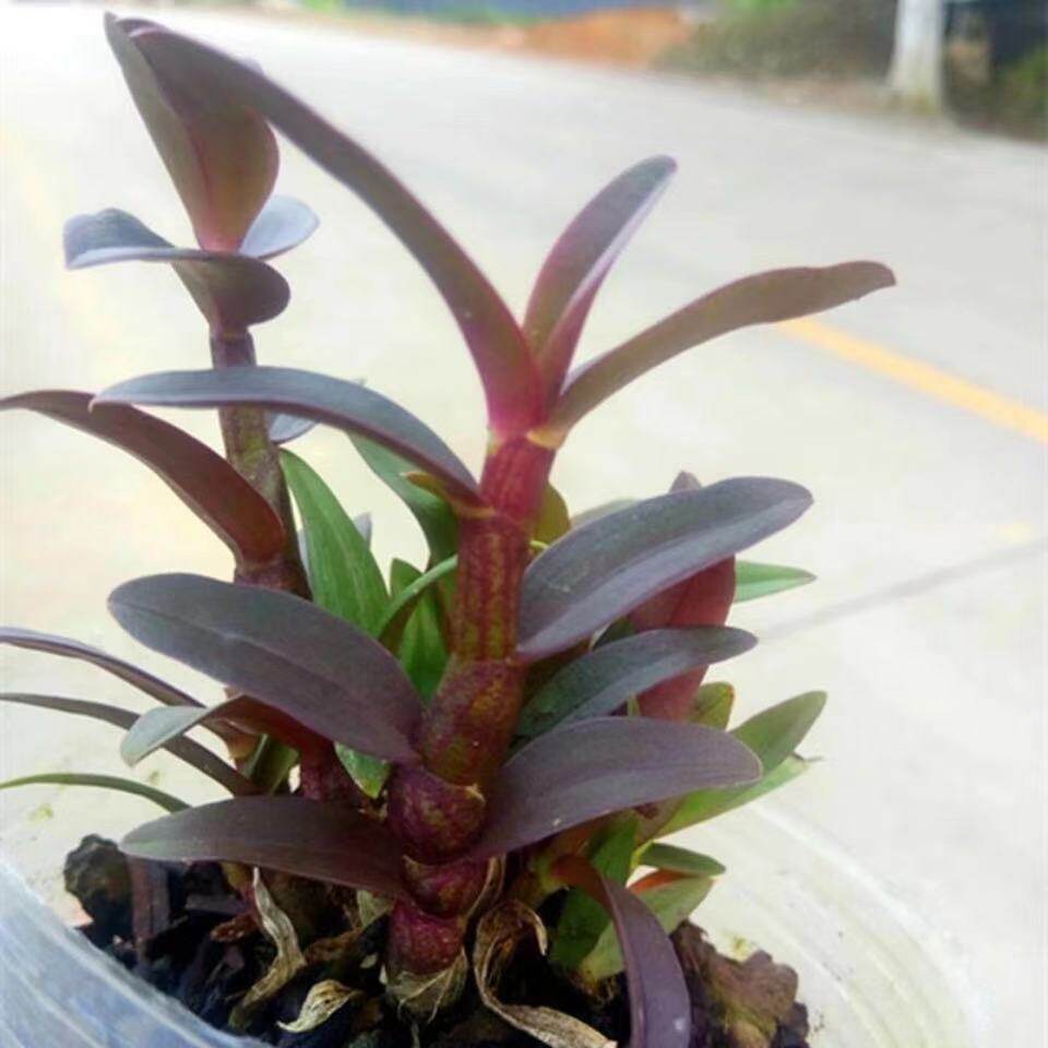正宗紫红杆铁皮石斛苗盆栽防辐射可食用霍山种兰S花苗花卉室内绿