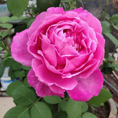 无刺特大花朵藤本浓香月季花苗盆栽西枝牡丹四季庭院爬藤蔷薇花卉
