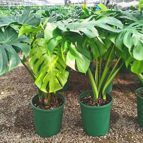 老桩龟背竹巨叶观叶植物室内客厅盆栽卧室绿植盆景净化空气吸甲醛