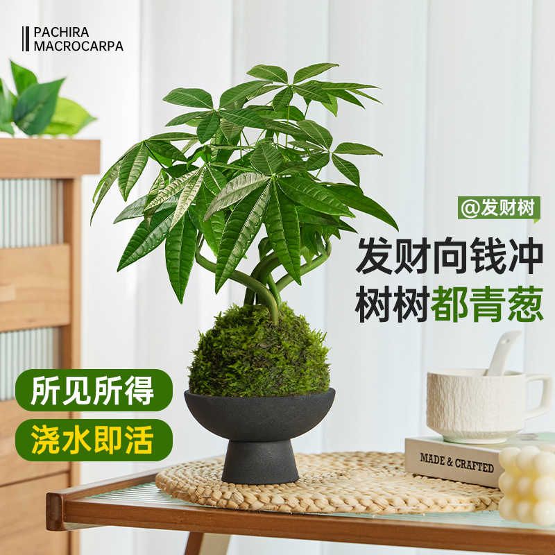 发财树小盆栽水培苔藓球植物办公室绿植桌面好养活高级感四季常青图片