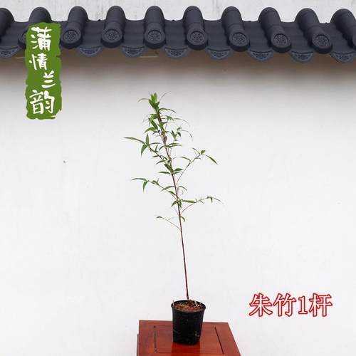 红寒竹 紫寒竹高端高档竹子 室内外庭院网红竹 内门竹 米竹