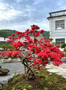 映山红花树苗带花苞正宗对版