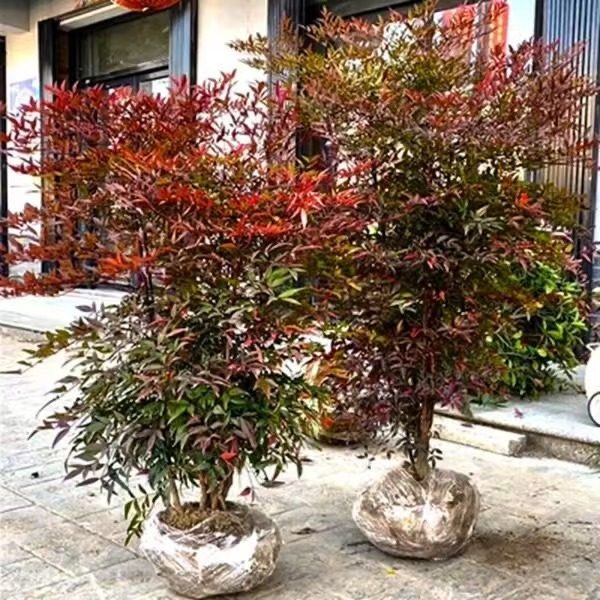 南天竹四季室内室外耐寒植物观叶盆栽七彩庭院客厅阳台水培桌面