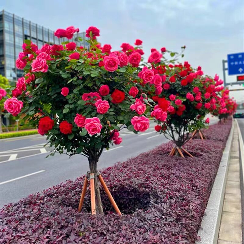 高档树桩月季花苗植物玫瑰大花浓香别墅庭院盆景树状月季