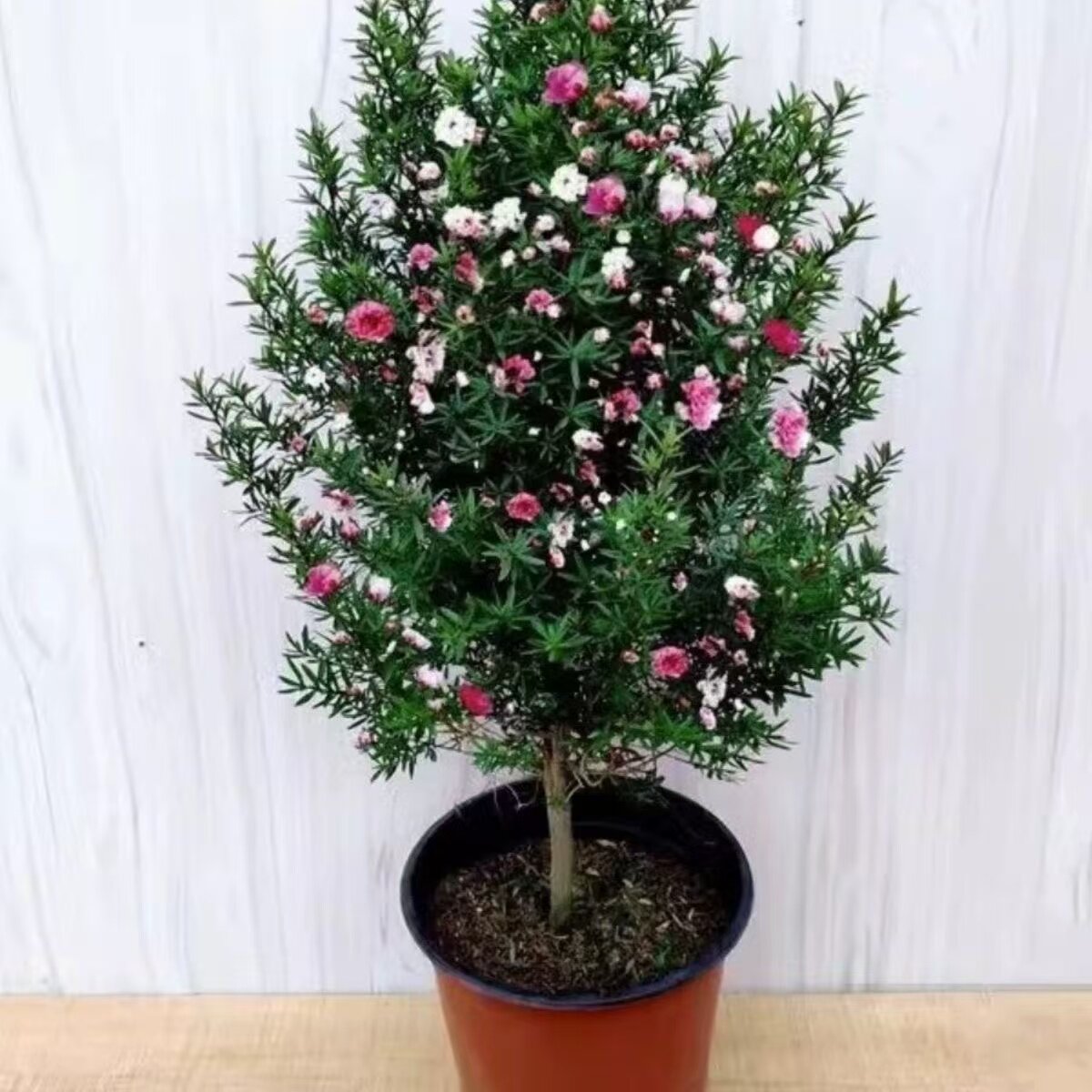 澳洲松红梅一树多色耐寒绿植花卉盆栽阳台客厅窗台庭院带花包邮图片