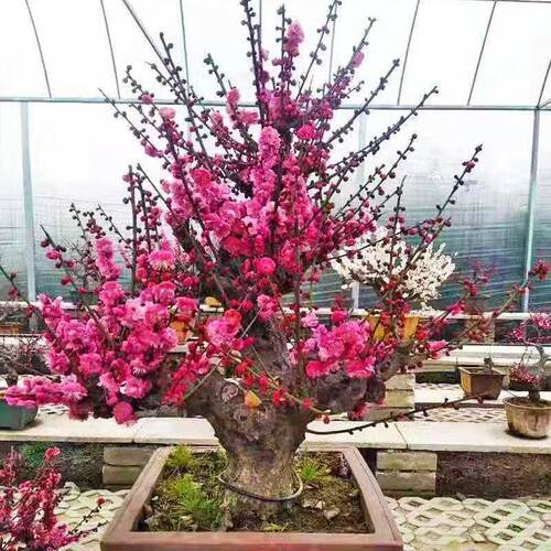 红梅花造型老桩春季爆花耐寒耐旱