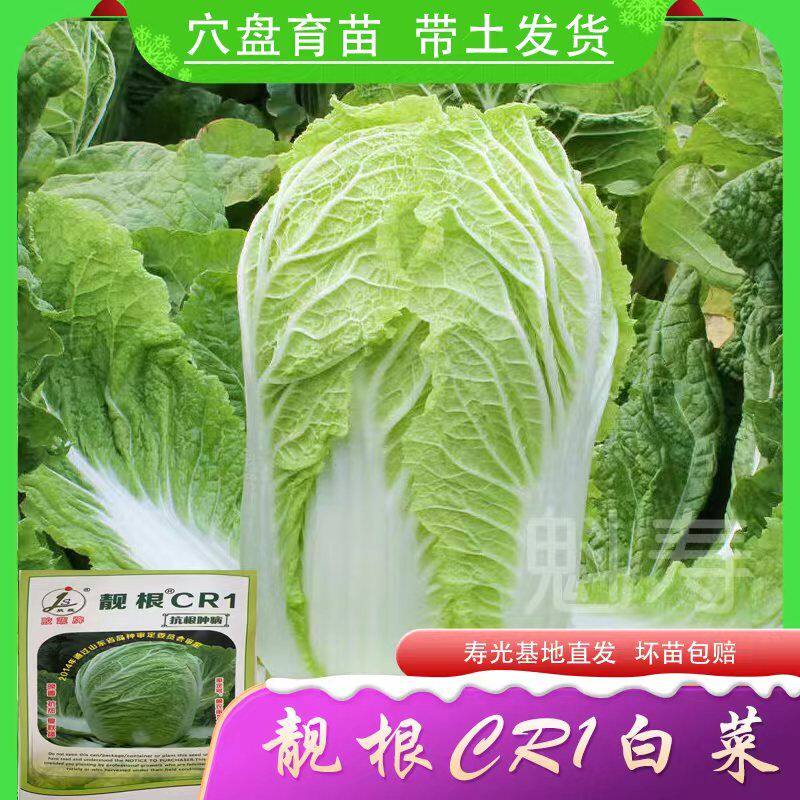 早熟黄心大白菜苗秧苗四季高产抗病盆栽耐寒本地大白菜苗娃娃菜苗