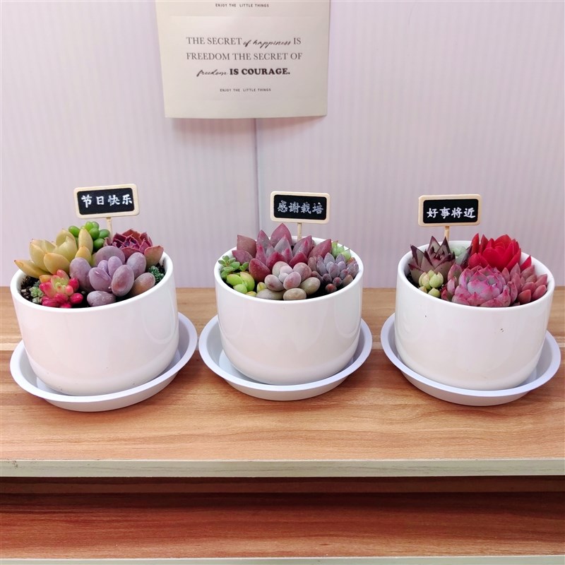 多肉植物盆栽带盆栽好办公桌窗台送人礼品盒活动伴手礼教师节礼物