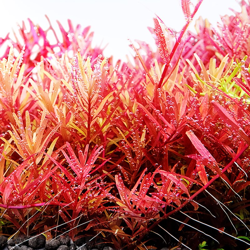 尼特利1号大师水草泥2代水草泥鱼缸专用底砂专业不粉化造景水草泥