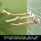 鹦鹉站杆杜鹃根天然树枝原木站棍鸟笼配件栖木树杈玄凤牡丹鸟用品