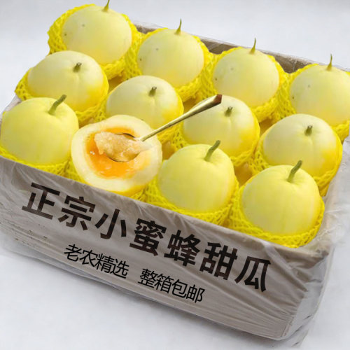 正宗山东香甜小蜜蜂甜瓜
