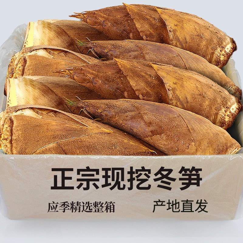 浙江冬笋发货新鲜冬笋大竹笋鲜笋蔬菜野生冬笋新鲜现挖5斤鲜竹笋
