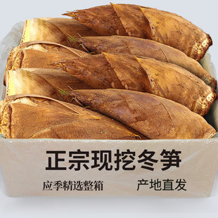 浙江冬笋发货新鲜冬笋大竹笋鲜笋蔬菜野生冬笋新鲜现挖5斤鲜竹笋