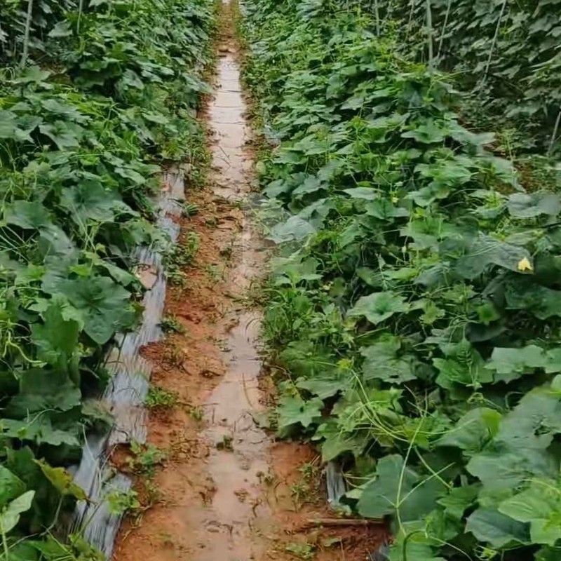 镀锌钢管小碗豆架毛节瓜架豆管架专用豆架管菜园小暖棚架大棚骨架图片