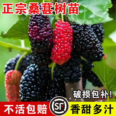 桑葚树苗盆栽白长果椹叶蓝