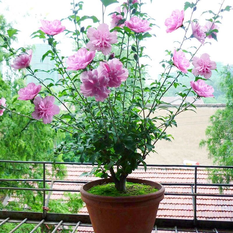 木槿花苗重瓣菊阳台庭院耐