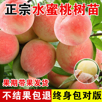 早熟水蜜桃树苗嫁接黄子孑