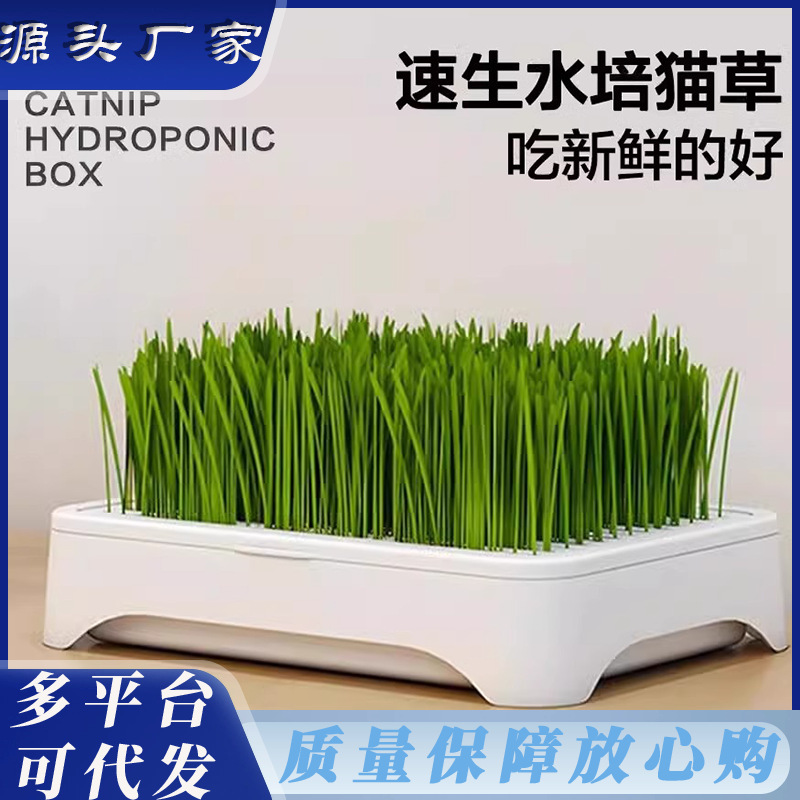 无土水培猫草盆栽去化毛球懒人种植猫草种子育苗盘化毛草宠物用品
