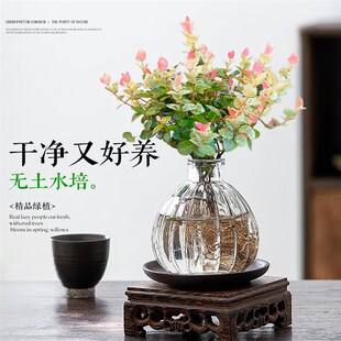 花叶络石水培植物绿萝室内桌面盆栽耐阴好养活四季 垂吊五彩叶绿植