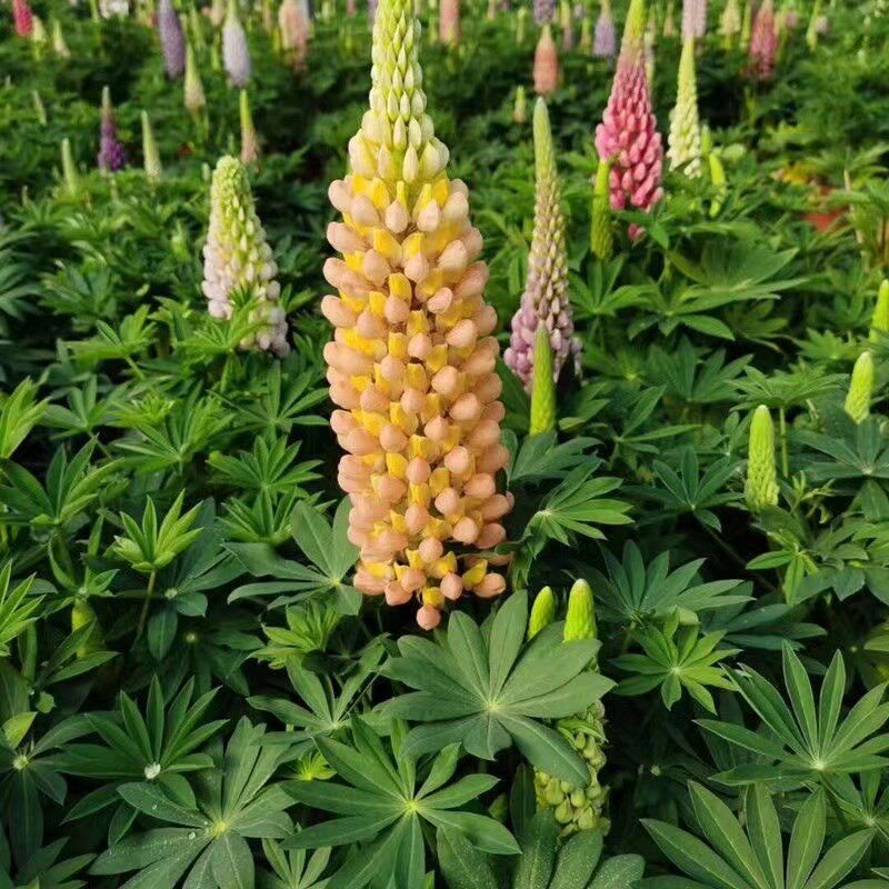 鲁冰花苗羽扇豆小苗易种花卉盆栽绿植庭院花卉花苗花园植物,鲜花速递/花卉仿真/绿植园艺,时令草本花卉,淘宝优惠券,粉丝福利购,淘宝优惠卷