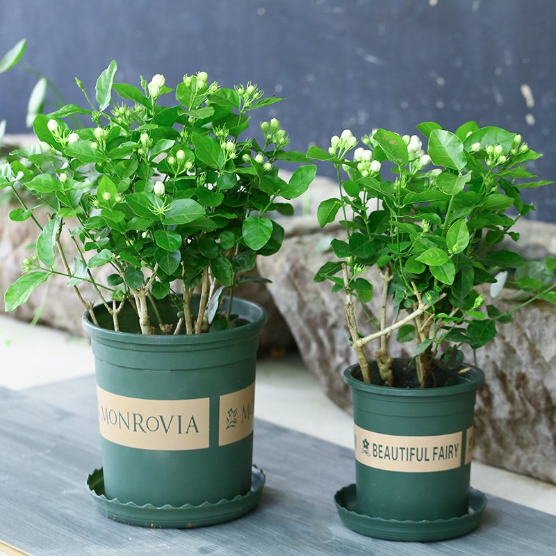 茉莉花盆栽花卉植物室内重瓣虎头茉莉花苗带花苞四季开花浓香好养