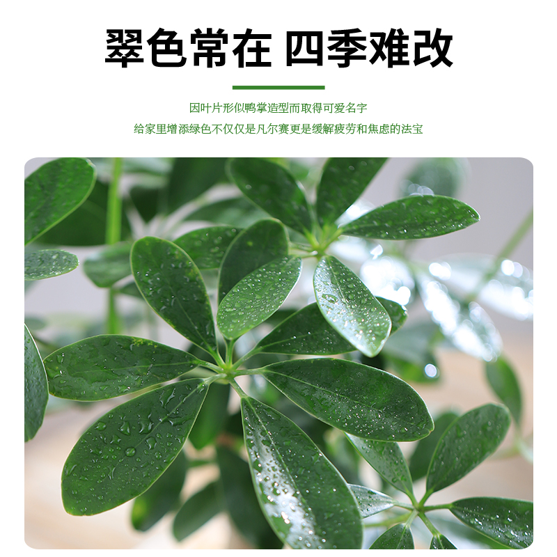 八方来财鸭脚木盆栽室内办公室绿植好养四季七叶莲招财树植物老桩