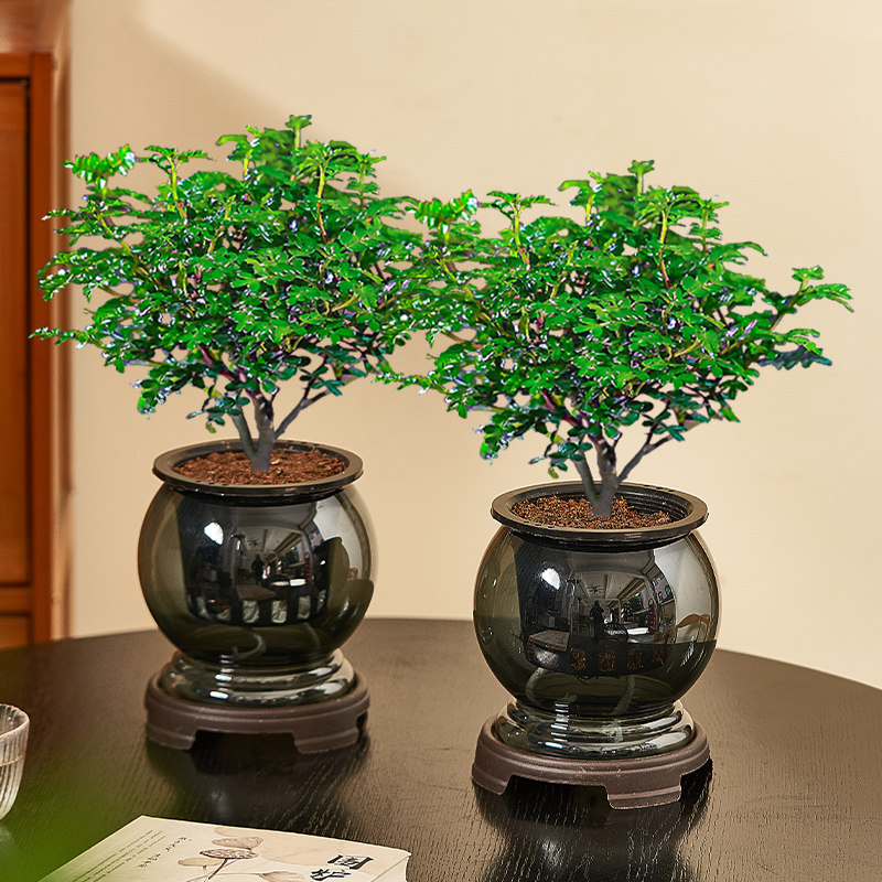 驱蚊清香木水培盆栽室内客厅绿植花卉四季好养办公室桌面水养植物,鲜花速递/花卉仿真/绿植园艺,绿植,淘宝优惠券,粉丝福利购,淘宝优惠卷