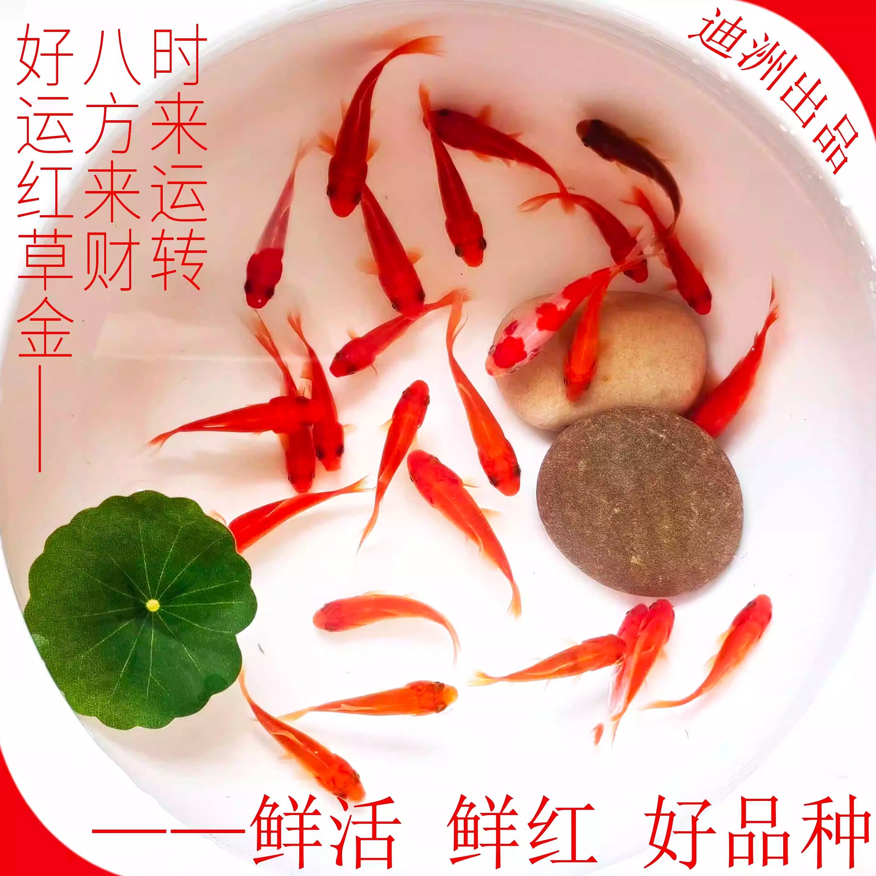 观赏鱼冷水鱼红白锦鲤耐活好养饲料鱼草金鱼活鱼新手鱼闯缸鱼