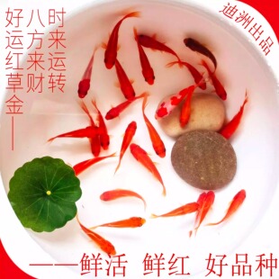 观赏鱼冷水鱼红白锦鲤耐活好养饲料鱼草金鱼活鱼新手鱼闯缸鱼