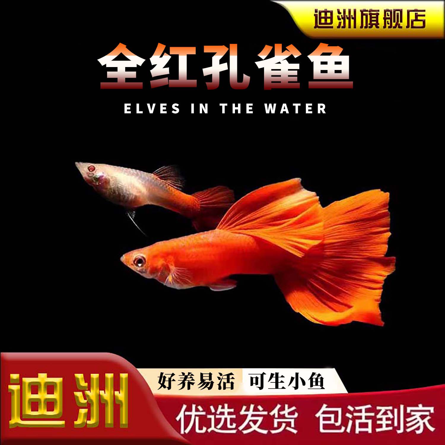 孔雀鱼活鱼苗观赏鱼热带小型鱼活体鱼淡水好养耐活精品全红孔雀鱼