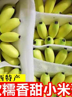 现摘广西小米蕉当季水果新鲜9斤自然熟banana苹果鲜香蕉芭蕉包邮9