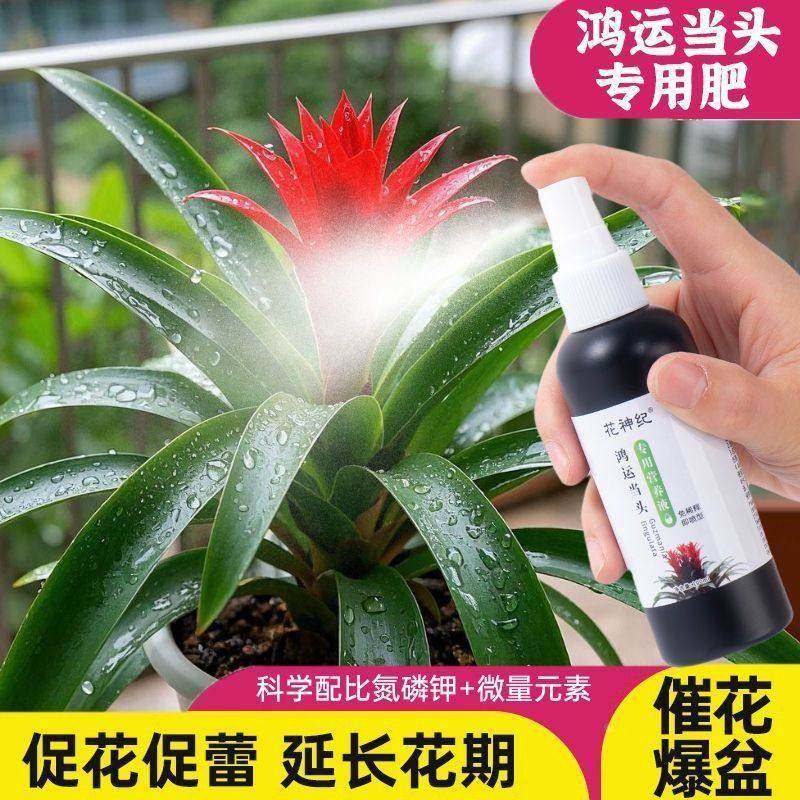 鸿运当头花专用营养液防黄叶斑点枯萎卷边花失色家用植物专用花肥,鲜花速递/花卉仿真/绿植园艺,家庭园艺肥料,淘宝优惠券,粉丝福利购,淘宝优惠卷