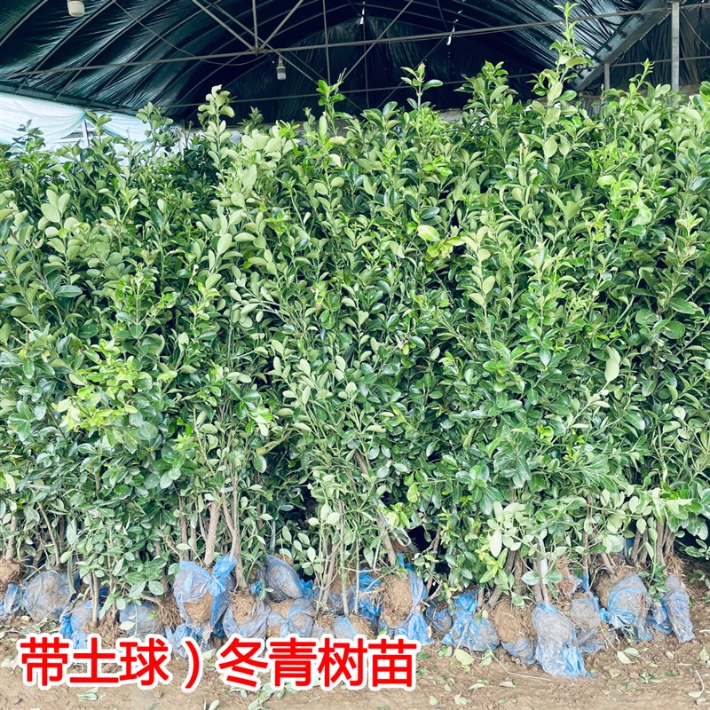 法国冬青树苗四季常青珊瑚树北海道黄杨庭院篱笆围栏植物万年青苗