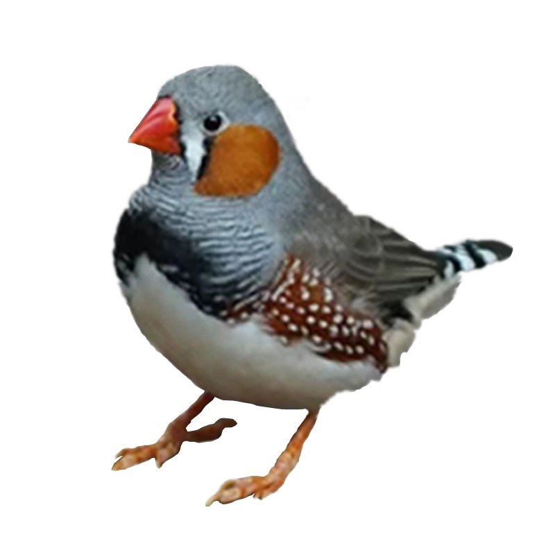 珍珠鸟宠物鸟锦花雀灰白鸟七彩鸟灰白珍珠活鸟萌宠物鸟一对小鸟活