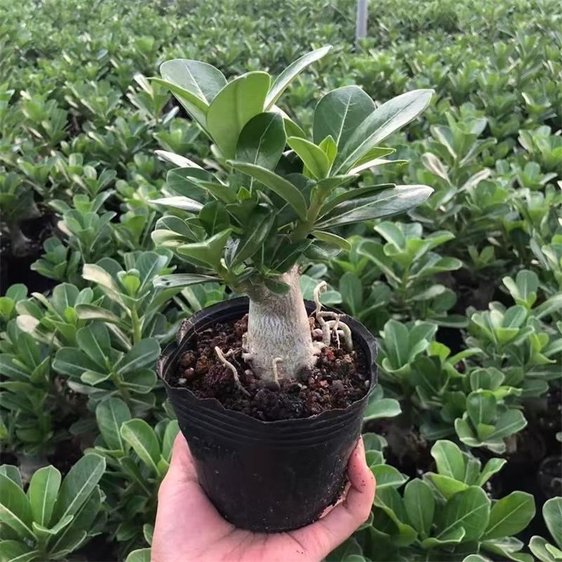 原生小老桩沙漠玫瑰盆栽精品小叶四季沙漠玫瑰花园植物绿植小盆景