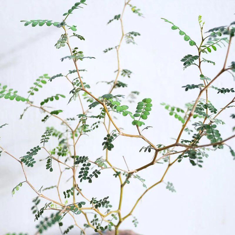 新西兰小男孩童话树室内外观叶茎花卉绿植盆栽苦参刺槐象足含羞草