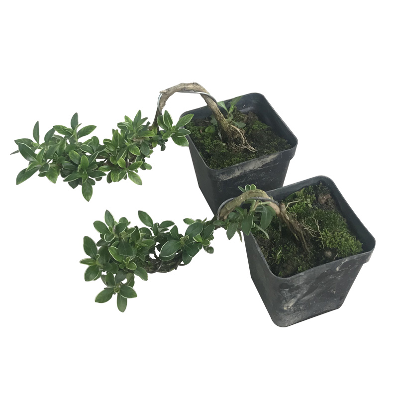 六月雪盆景植物金边老桩小苗提根盆栽室内桌面绿植悬崖包邮