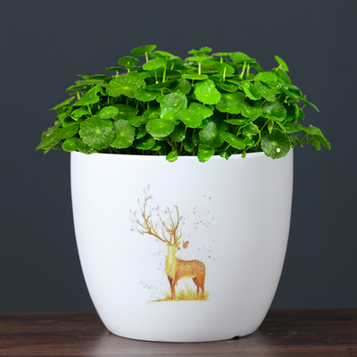 简约大号荷花缸莲花专用陶瓷水培铜钱草花盆无孔水养睡莲碗莲盆缸