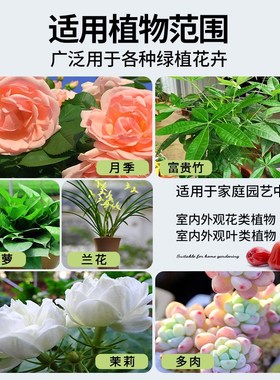 生根粉植物通用生根剂树木移栽扦插生根液绿植盆栽生根水