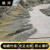姚河竹枝金枝竹苗竹条扫帚条竹扫把原材料植物竹子毛竹落叶老枝户