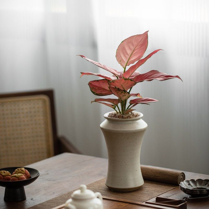 吉利红竹芋盆栽室内桌面办公室茶室花卉植物净化空气易养耐阴绿植,鲜花速递/花卉仿真/绿植园艺,绿植,淘宝优惠券,粉丝福利购,淘宝优惠卷